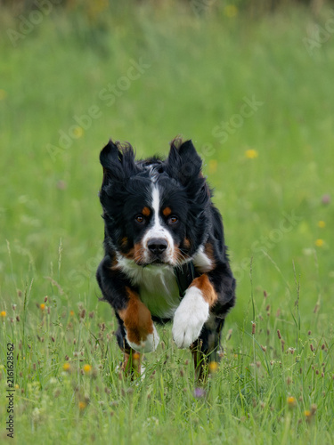 Konstfotografi Bernese Mountain Dog, running