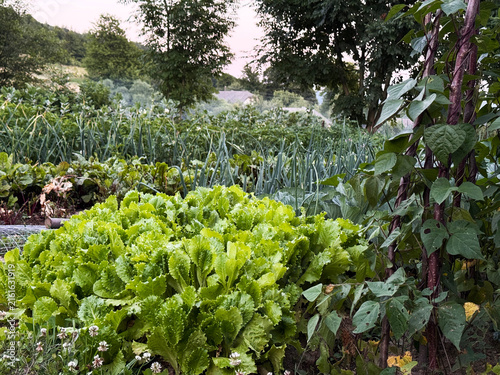 Canvastavla Wide view of a diverse kitchen garden with leafy greens, climbing beans and vege