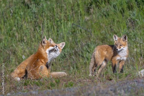 Fotografía Young American Red Foxes (Vulpes vulpes fulva) in the Palouse