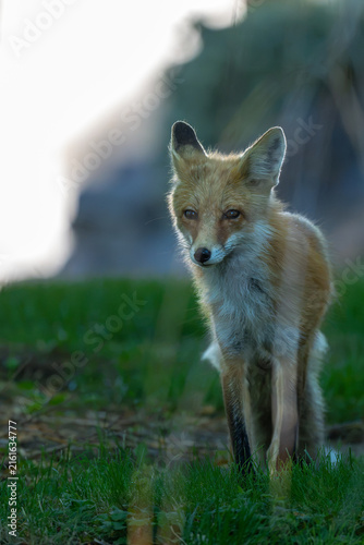 Fotografía American Red Fox (Vulpes vulpes fulva) in the Palouse