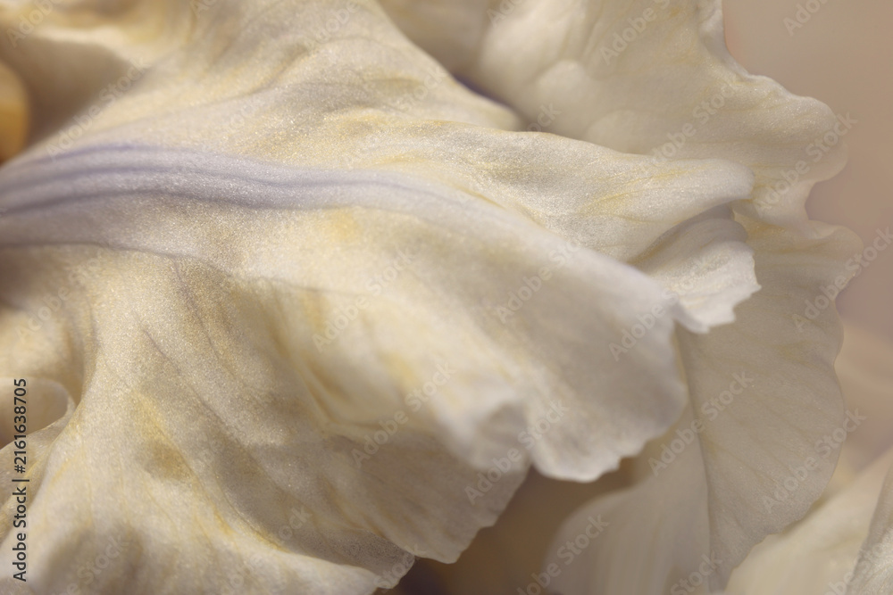 Naklejka premium Smoke close-up selective soft focus cream beige, white Iris Flower Petal. Macro blur natural art abstract background.