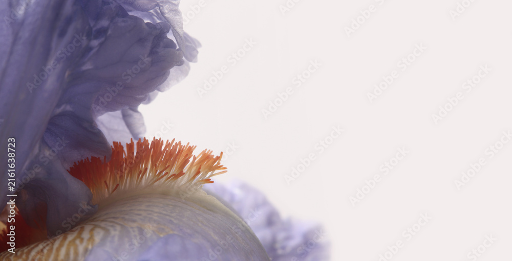 Fototapeta premium Macro lilac, violet Iris Flower bud petal, pistil, stamen.. Natural beige horizontal background.