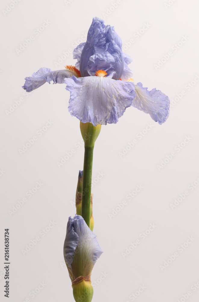 Fototapeta premium Close-up cream beige, violet, blue lilac Iris Flower on gray background.