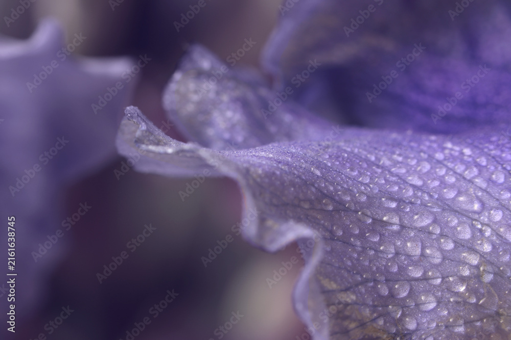 Fototapeta premium Close-up selective soft focus violet lilac Iris Flower bud Petals with Water Drops. Natural art smoke blur background.