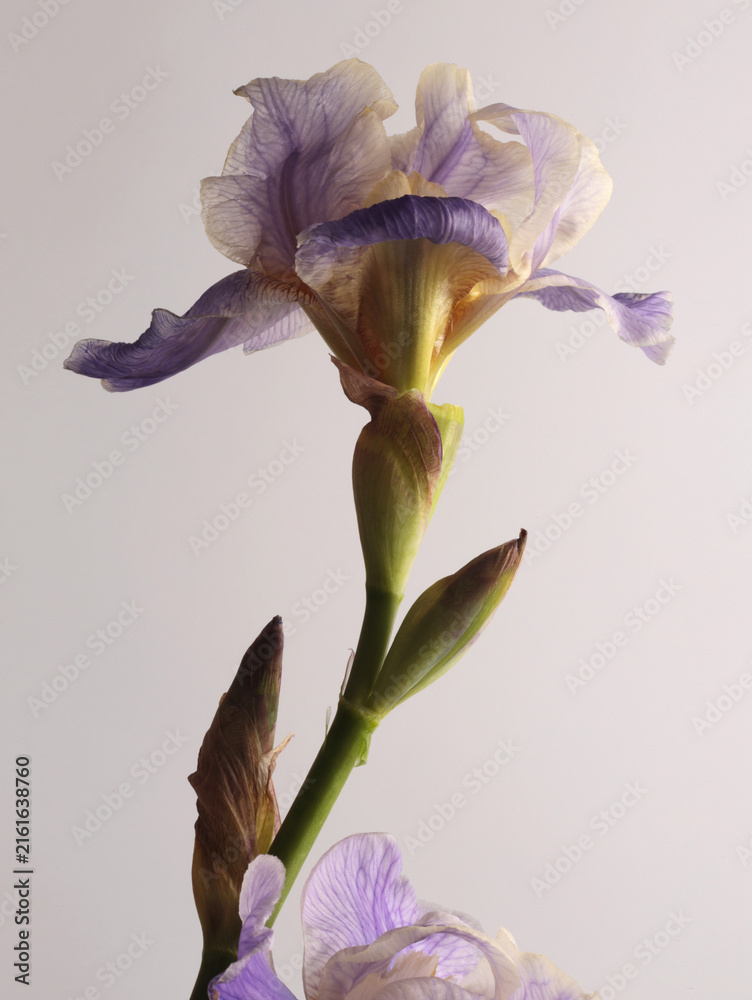 Naklejka premium Close-up cream beige, violet, blue lilac Iris Flower on gray background.