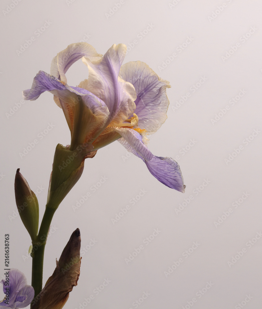 Naklejka premium Close-up cream beige, violet, blue lilac Iris Flower on gray background.