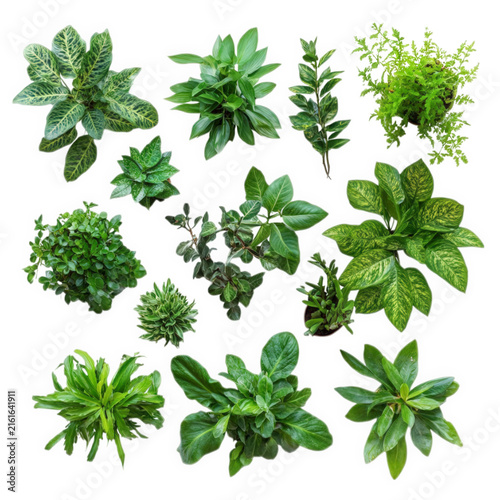 Collection of various indoor potted plants viewed from above isolated on transparent background