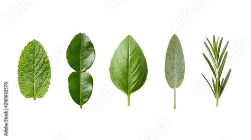 fresh green herb leaves isolated on transparent background png