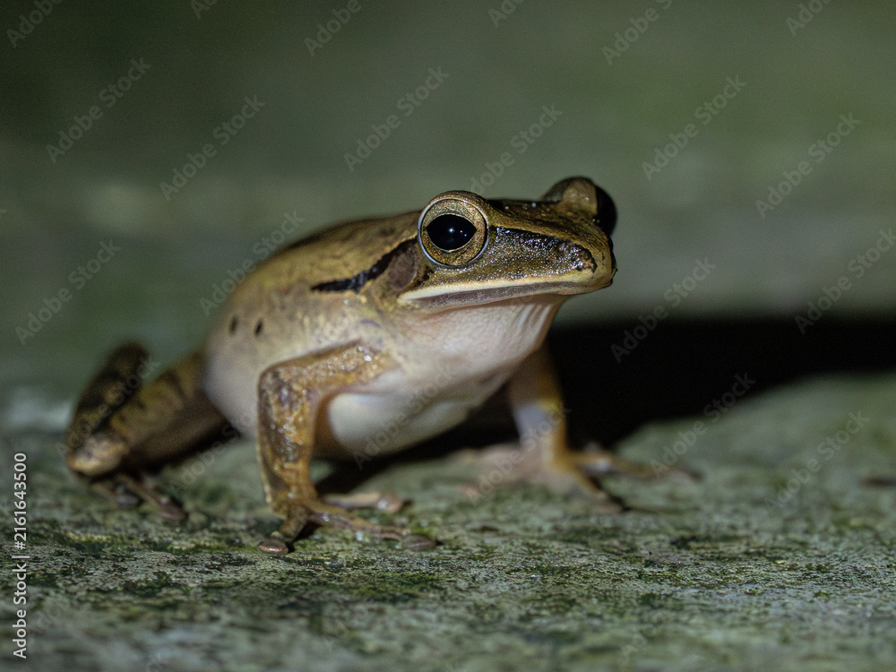 Fototapeta premium Frosch