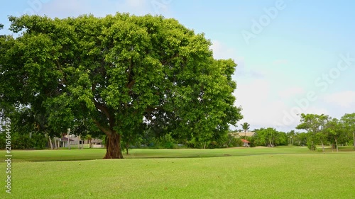 A summer tree with a lush, beautiful crown and thick trunk on a grassy lawn. Large branches with green foliage in a summer park on a sunny, clear day. Vibrant green tropical landscapes.