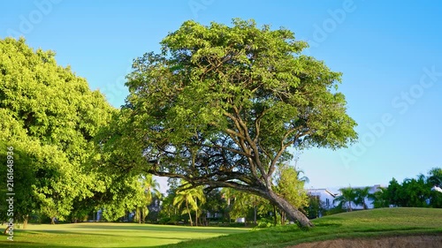 A beautiful green tree standing on a bright grassy field in a city park and blue sky. Concept of nature and ecology. The tranquil landscape showcases the charm and beauty of the Dominican Republic.