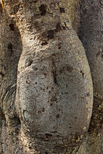 Fotografie Close up view of rough textured tree bark with natural swelling and growth patterns in bright daylight