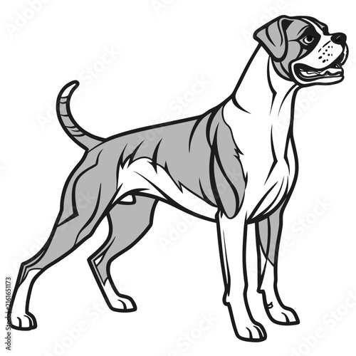 Of a standing boxer dog with grey and white fur pattern isolated on a plain white background, canine animal
