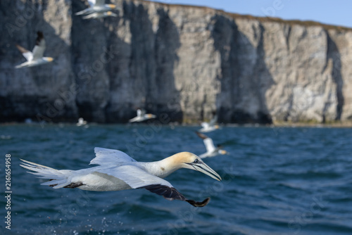 Quadro su tela Northern Gannet (Morus bassanus) in low flight over sea with chalk cliff backgro