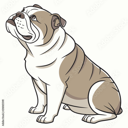Detailed of a sitting english bulldog with brown and white fur isolated on white canine animal