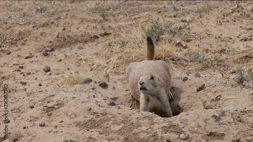 Cute Praire Dog on the Colorado Grassland in Summer