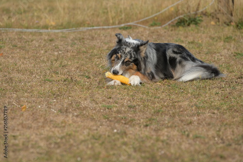 Canvastavla Hütehund liegt auf ausgetrockneter Wiese und frisst einen Maiskolben