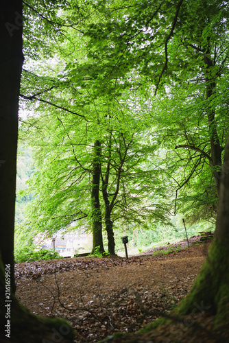 Historic Luther Beech above Stolberg in the Harz Mountains, Germany