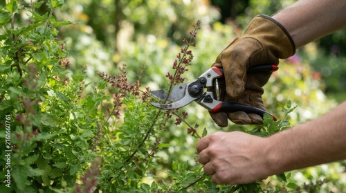 Gardener s hands carefully prune a leafy shrub with metal pruning shears gardening secateurs horticulture landscaping plantcare foliage leaves