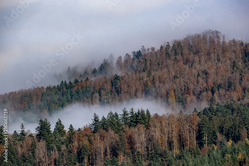 Forêt d'automne dans les nuages