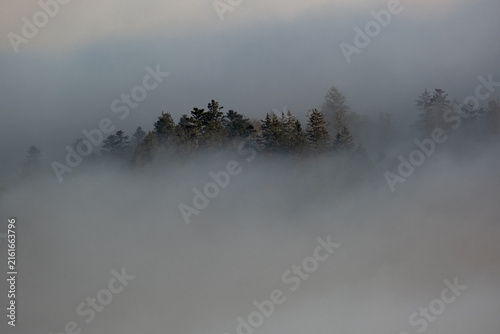 Cimes d'arbres dépassant les nuages