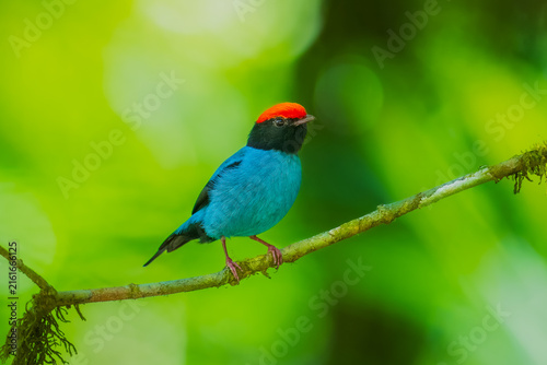 Fotografie Swallow-tailed Manakin, (Chiroxiphia caudata) perched on a mossy branch, showcasing vibrant sky-blue body plumage, a fiery red crown, and black head in Brazil