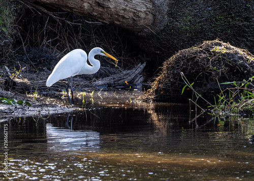 Cuadro en lienzo Great egret (Ardea alba) catching prey in backlit wetland water, Florida