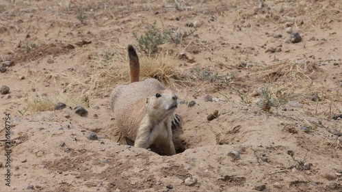 Cute Praire Dog on the Colorado Grassland in Summer