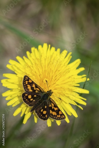 Colorful bighead butterfly butterfly butterfly carterocephalus palaemon chequered skipper