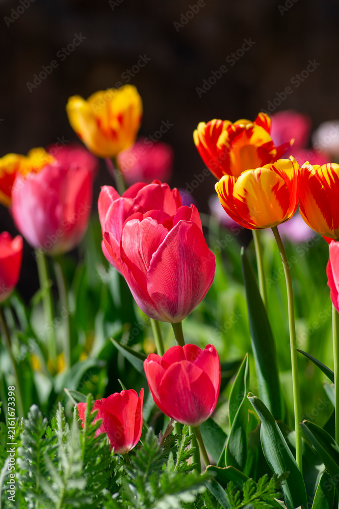 Fototapeta premium Colorful tulips Rembrandt Triumph and Darwin hybrid varieties blooming in spring garden