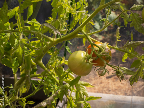 Canvastavla Green tomatoes on the vine in an urban greenhouse soon to ripen