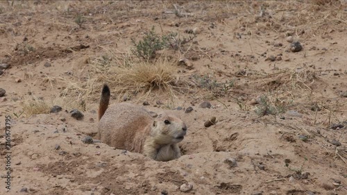 Cute Praire Dog on the Colorado Grassland in Summer