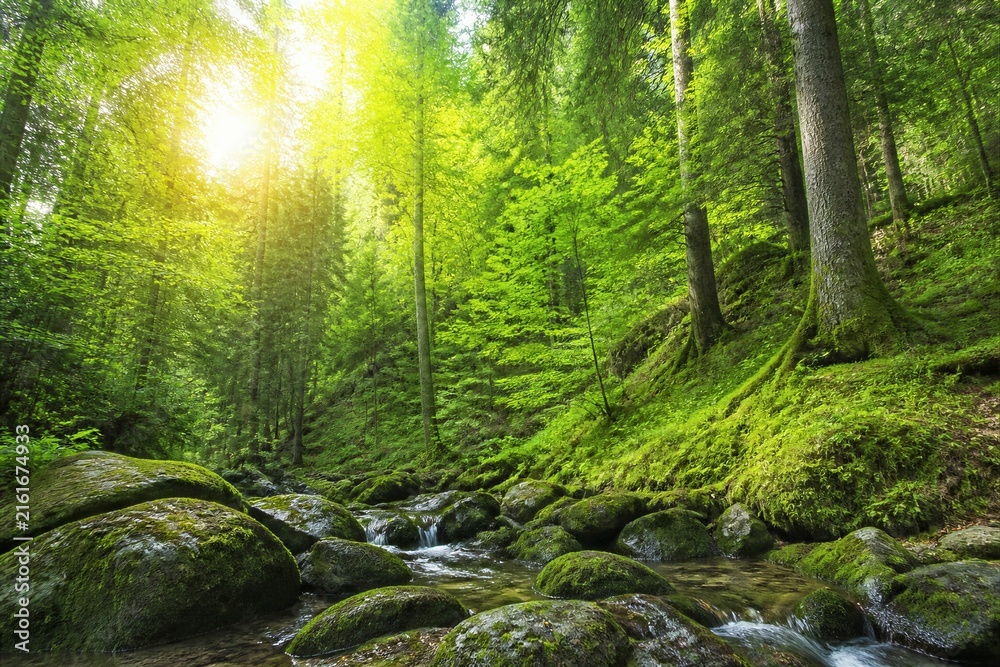 Obraz premium Mossy rocks and stream flowing through sunlit forest ravine