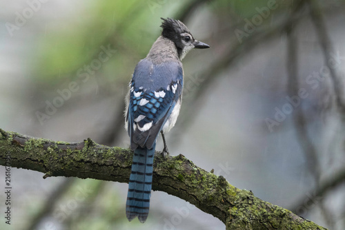 Obraz na płótnie Blue jay in tree