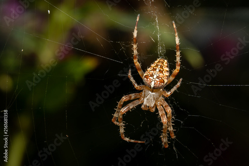 European garden spider (Araneus diadematus) hanging in its web. Macro photography of a cross orbweaver with a distinct white pattern on its back, nature background.