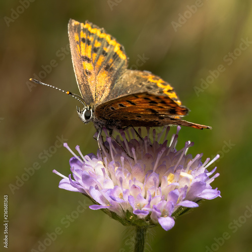 Foto Sooty copper butterfly (Lycaena tityrus) feeding on a purple flower