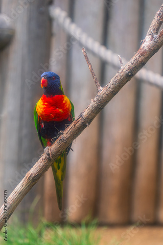 Obraz na płótnie A vibrant rainbow lorikeet (Trichoglossus moluccanus)