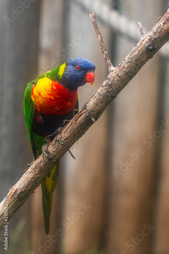 Fotografie A vibrant rainbow lorikeet (Trichoglossus moluccanus)