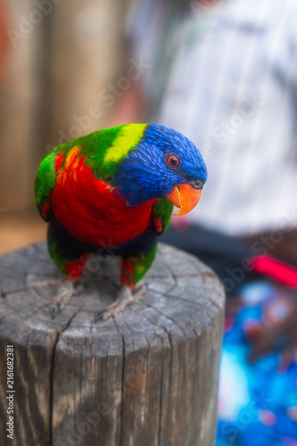 Fotografía A vibrant rainbow lorikeet (Trichoglossus moluccanus)