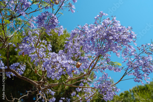 Fotografie Close-up of jacaranda (Jacaranda mimosifolia) displaying purple flowers and green foliage, Patras, Greece