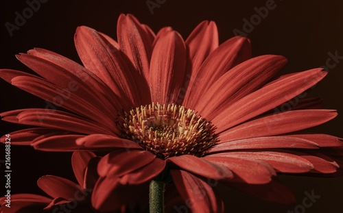 Konstfotografi red gerber daisy