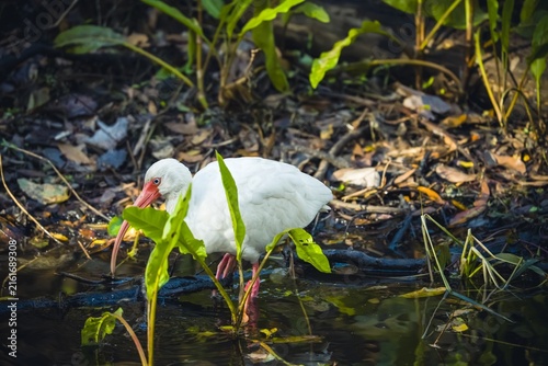 фотографія White Ibis