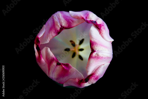 Detailed top-down macro shot capturing a bi-color pink and white tulip flower head. The petals are sharply focused at the top, leading into a black background, with the central pistil visibly softer a