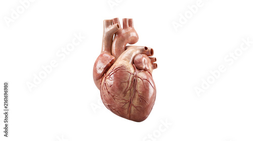 Foto Anatomical human heart 3d rendering is isolated on transparent background for medical education and health awareness