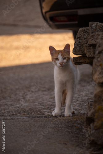 Orange and White Cat Standing on Village Street Looking at Camera