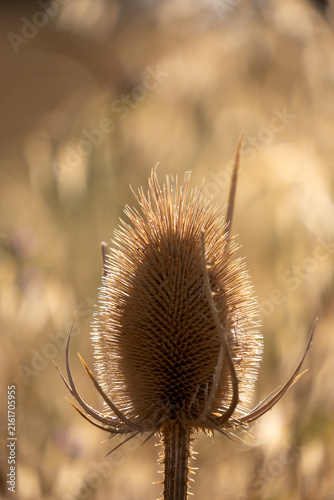 Close-Up of Dried Teasel Seed Head Backlit by Golden Sunlight