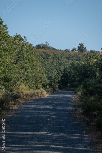 Empty Gravel Road Winding Through Green Hillside Forest