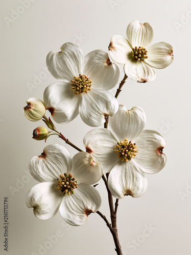 dogwood flowers and bud isolated on white background, delicate dogwood blossoms and bud in cinematic light, elegant dogwood flower branch with fresh spring bud