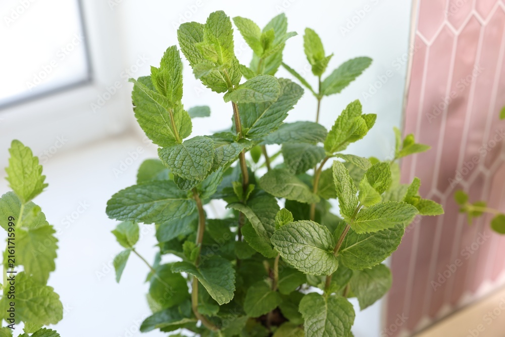Naklejka premium Aromatic potted herb on window sill indoors, closeup