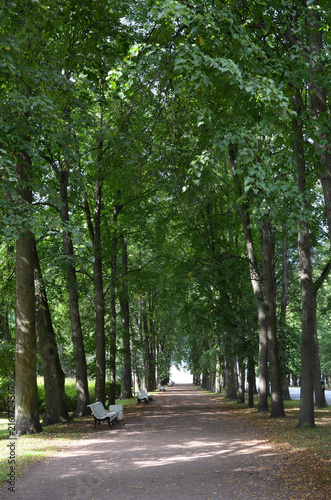 The trees in the Divo Ostrov park.